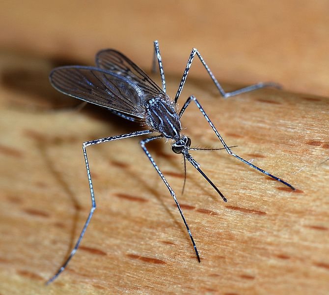Reason behind mosquitoes preferring some people over others 